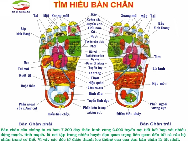 Huyệt đạo bàn chân